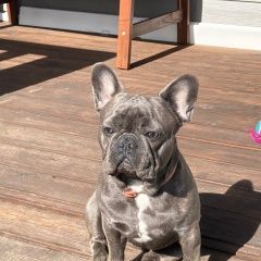 Подробнее об объявлении «Приозерск Пропала собака 21 янв около 12.00» Фото: пропала собака Французский бульдог «Приозерск Пропала собака 21 янв около 12.00» в г. Приозерск