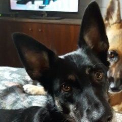 Подробнее об объявлении «Пропала собака помогите найти Санкт-Петербург» Фото: пропала собака  «Пропала собака помогите найти Санкт-Петербург» в г. Санкт-Петербург