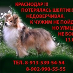 Подробнее об объявлении «Пропала собака шелти (похожа намаленькую колли) Краснодар» Фото: пропала собака Шелти «Пропала собака шелти (похожа намаленькую колли)...» в г. Краснодар