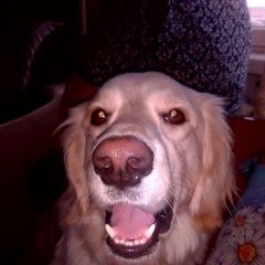 Подробнее об объявлении «Чита Пропала собака кобель внимание.» Фото: пропала собака Голден ретривер «Чита Пропала собака кобель внимание.» в г. Чита