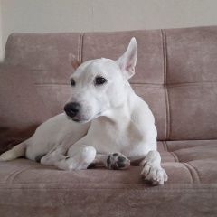 Подробнее об объявлении «Липецк Пропала собака кобель» Фото: пропала собака  «Липецк Пропала собака кобель» в г. Липецк