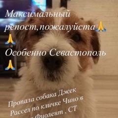 Подробнее об объявлении «Пропала собака кобель Севастополь» Фото: пропала собака Джек рассел терьер «Пропала собака кобель Севастополь» в г. Севастополь