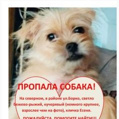 Подробнее об объявлении «Ростов-на-Дону Пропала собака кобель» Фото: пропала собака  «Ростов-на-Дону Пропала собака кобель» в г. Ростов-на-Дону
