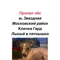 Подробнее об объявлении «Пропала собака кобель американский голый терьер Санкт-Петербург» Фото: пропала собака  «Пропала собака кобель американский голый терьер...» в г. Санкт-Петербург