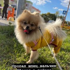 Подробнее об объявлении «Казань Пропала собака кобель» Фото: пропала собака Померанский шпиц «Казань Пропала собака кобель» в г. Казань