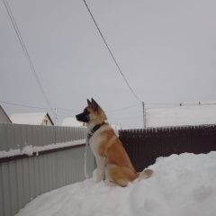 Подробнее об объявлении «Пропала собака Иглино» Фото: пропала собака  «Пропала собака Иглино» в г. Иглино