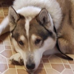 Подробнее об объявлении «Пропала собака кобель, западно-сибирская лайкя. Дубна» Фото: пропала собака  «Пропала собака кобель, западно-сибирская лайкя....» в г. Дубна