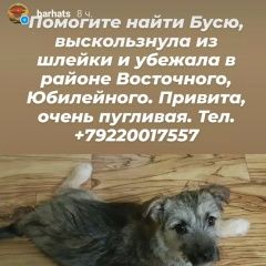 Подробнее об объявлении «Тюмень Пропала собака» Фото: пропала собака  «Тюмень Пропала собака» в г. Тюмень