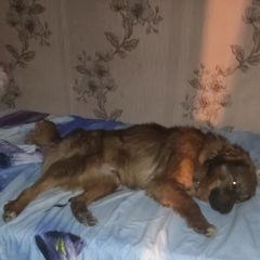 Подробнее об объявлении «Шахты Пропала собака кобель. -кобель.» Фото: пропала собака  «Шахты Пропала собака кобель. -кобель.» в г. Шахты