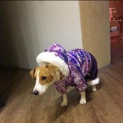 Подробнее об объявлении «Набережные Челны Пропала собака» Фото: пропала собака  «Набережные Челны Пропала собака» в г. Набережные Челны