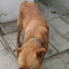 Подробнее об объявлении «Пропала собака с ошейником Симферополь» Фото: пропала собака  «Пропала собака с ошейником Симферополь» в г. Симферополь