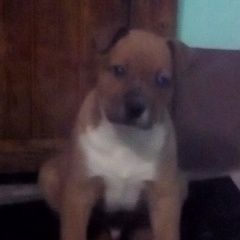 Подробнее об объявлении «Пропала собака кобель украден щенок 2+ мес купчино, спб Санкт-Петербург» Фото: пропала собака Американский стаффордширский терьер «Пропала собака кобель украден щенок 2+ мес...» в г. Санкт-Петербург