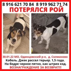 Подробнее об объявлении «Пропала собака кобель джек рассел терьер рой Лесной Городок» Фото: пропала собака Джек рассел терьер «Пропала собака кобель джек рассел терьер рой...» в г. Лесной Городок