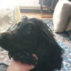 Подробнее об объявлении «Пропала собака Троицк» Фото: пропала собака Английский кокер-спаниель «Пропала собака Троицк» в г. Троицк