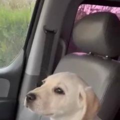 Подробнее об объявлении «Анапа Пропала собака кобель» Фото: пропала собака Лабрадор ретривер «Анапа Пропала собака кобель» в г. Анапа