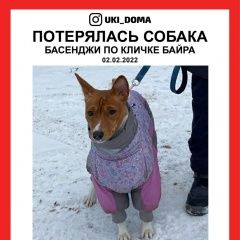 Подробнее об объявлении «Красноярск Пропала собака» Фото: пропала собака Басенджи «Красноярск Пропала собака» в г. Красноярск