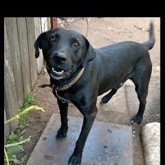 Подробнее об объявлении «Витебск Пропала собака кобель» Фото: пропала собака  «Витебск Пропала собака кобель» в г. Витебск