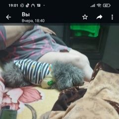 Подробнее об объявлении «Красноярск Пропала собака» Фото: пропала собака Пудель «Красноярск Пропала собака» в г. Красноярск