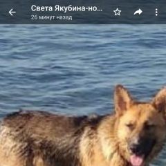 Подробнее об объявлении «Пропала собака кобель немецкая овчарка Новороссийск» Фото: пропала собака Немецкая овчарка «Пропала собака кобель немецкая овчарка...» в г. Новороссийск