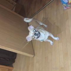 Подробнее об объявлении «Пропала собака кобель рыжая чихуахуа, в ухтомск Косино» Фото: пропала собака Чихуахуа «Пропала собака кобель рыжая чихуахуа, в ухтомск...» в г. Косино