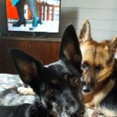 Подробнее об объявлении «Пропала собака помогите найти, максимальный репост Санкт-Петербург» Фото: пропала собака  «Пропала собака помогите найти, максимальный...» в г. Санкт-Петербург