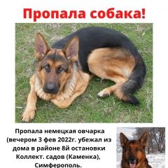 Подробнее об объявлении «Пропала собака кобель Симферополь» Фото: пропала собака Немецкая овчарка «Пропала собака кобель Симферополь» в г. Симферополь