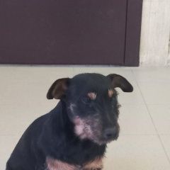 Подробнее об объявлении «Анапа Пропала собака ягдтерьер бони» Фото: пропала собака Ягд-терьер «Анапа Пропала собака ягдтерьер бони» в г. Анапа