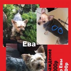 Подробнее об объявлении «Пропала собака Санкт-Петербург» Фото: пропала собака  «Пропала собака Санкт-Петербург» в г. Санкт-Петербург