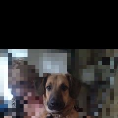 Подробнее об объявлении «Пропала собака пгт токсово Санкт-Петербург» Фото: пропала собака  «Пропала собака пгт токсово Санкт-Петербург» в г. Санкт-Петербург