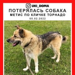 Подробнее об объявлении «Пропала собака кобель пёс. метис кличка тор Санкт-Петербург» Фото: пропала собака  «Пропала собака кобель пёс. метис кличка тор...» в г. Санкт-Петербург