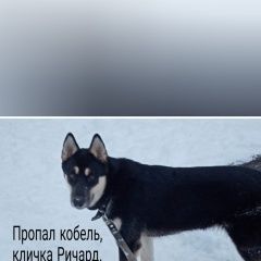 Подробнее об объявлении «Пенза Пропала собака кобель 7.02 в арбеково (самолёт)» Фото: пропала собака  «Пенза Пропала собака кобель 7.02 в арбеково...» в г. Пенза