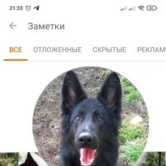 Подробнее об объявлении «Калининград (Кенигсберг) Пропала собака кобель помогите найти» Фото: пропала собака Немецкая овчарка «Калининград (Кенигсберг) Пропала собака кобель...» в г. Калининград (Кенигсберг)