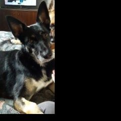 Подробнее об объявлении «Пропала собака повторное размещение просим помощи Санкт-Петербург» Фото: пропала собака  «Пропала собака повторное размещение просим...» в г. Санкт-Петербург