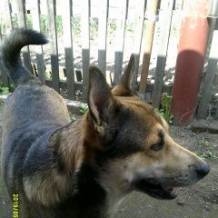 Подробнее об объявлении «Шуя Пропала собака кобель кличка кубик» Фото: пропала собака  «Шуя Пропала собака кобель кличка кубик» в г. Шуя