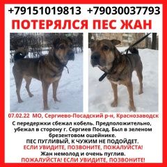 Подробнее об объявлении «Пропала собака кобель Сергиев Посад» Фото: пропала собака  «Пропала собака кобель Сергиев Посад» в г. Сергиев Посад