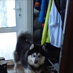 Подробнее об объявлении «Пропала собака кобель потерялась собака хаска Чехов» Фото: пропала собака Сибирская хаски «Пропала собака кобель потерялась собака хаска...» в г. Чехов