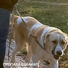 Подробнее об объявлении «Ростов-на-Дону Пропала собака» Фото: пропала собака  «Ростов-на-Дону Пропала собака» в г. Ростов-на-Дону