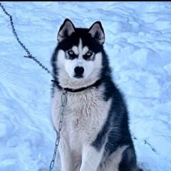 Подробнее об объявлении «Пропала собака кобель.г. п. мелихово Дмитров» Фото: пропала собака Сибирская хаски «Пропала собака кобель.г. п. мелихово Дмитров» в г. Дмитров