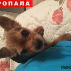 Подробнее об объявлении «Пропала собака кобель помогите найти собаку Москва» Фото: пропала собака  «Пропала собака кобель помогите найти собаку Москва» в г. Москва