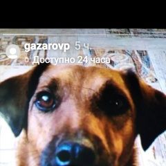 Подробнее об объявлении «Пропала собака кобель 10 февраля зовут джек Ростов-на-Дону» Фото: пропала собака Цвергшнауцер «Пропала собака кобель 10 февраля зовут джек...» в г. Ростов-на-Дону