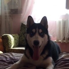 Подробнее об объявлении «Пропала собака кобель хаски Симферополь» Фото: пропала собака Сибирская хаски «Пропала собака кобель хаски Симферополь» в г. Симферополь
