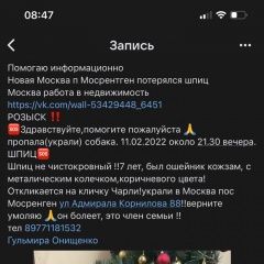 Подробнее об объявлении «Пропала собака кобель шпиц Солнцево» Фото: пропала собака  «Пропала собака кобель шпиц Солнцево» в г. Солнцево