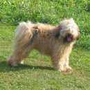 Подробнее об объявлении «Пропала собака кобель Симферополь» Фото: пропала собака Тибетский терьер «Пропала собака кобель Симферополь» в г. Симферополь