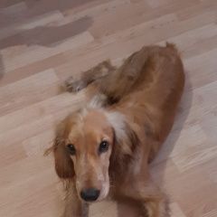 Подробнее об объявлении «Люберцы Пропала собака кобель» Фото: пропала собака  «Люберцы Пропала собака кобель» в г. Люберцы