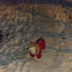 Подробнее об объявлении «Пропала собака Санкт-Петербург» Фото: пропала собака  «Пропала собака Санкт-Петербург» в г. Санкт-Петербург