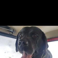 Подробнее об объявлении «Пропала собака кобель чёрный лабрадор Симферополь» Фото: пропала собака Лабрадор ретривер «Пропала собака кобель чёрный лабрадор Симферополь» в г. Симферополь