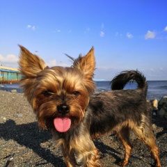 Подробнее об объявлении «Пропала собака кобель Санкт-Петербург» Фото: пропала собака Йоркширский терьер «Пропала собака кобель Санкт-Петербург» в г. Санкт-Петербург