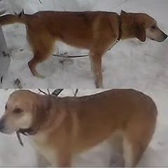 Картинка пропала собака В городе Нарофоминск пропала собачушка. Нарофоминск