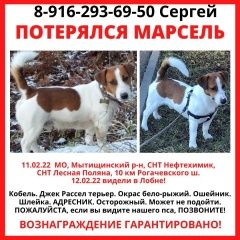 Подробнее об объявлении «Лобня Пропала собака кобель» Фото: пропала собака Джек рассел терьер «Лобня Пропала собака кобель» в г. Лобня