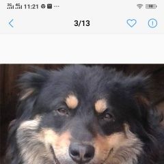 Подробнее об объявлении «Витебск Пропала собака кобель» Фото: пропала собака  «Витебск Пропала собака кобель» в г. Витебск